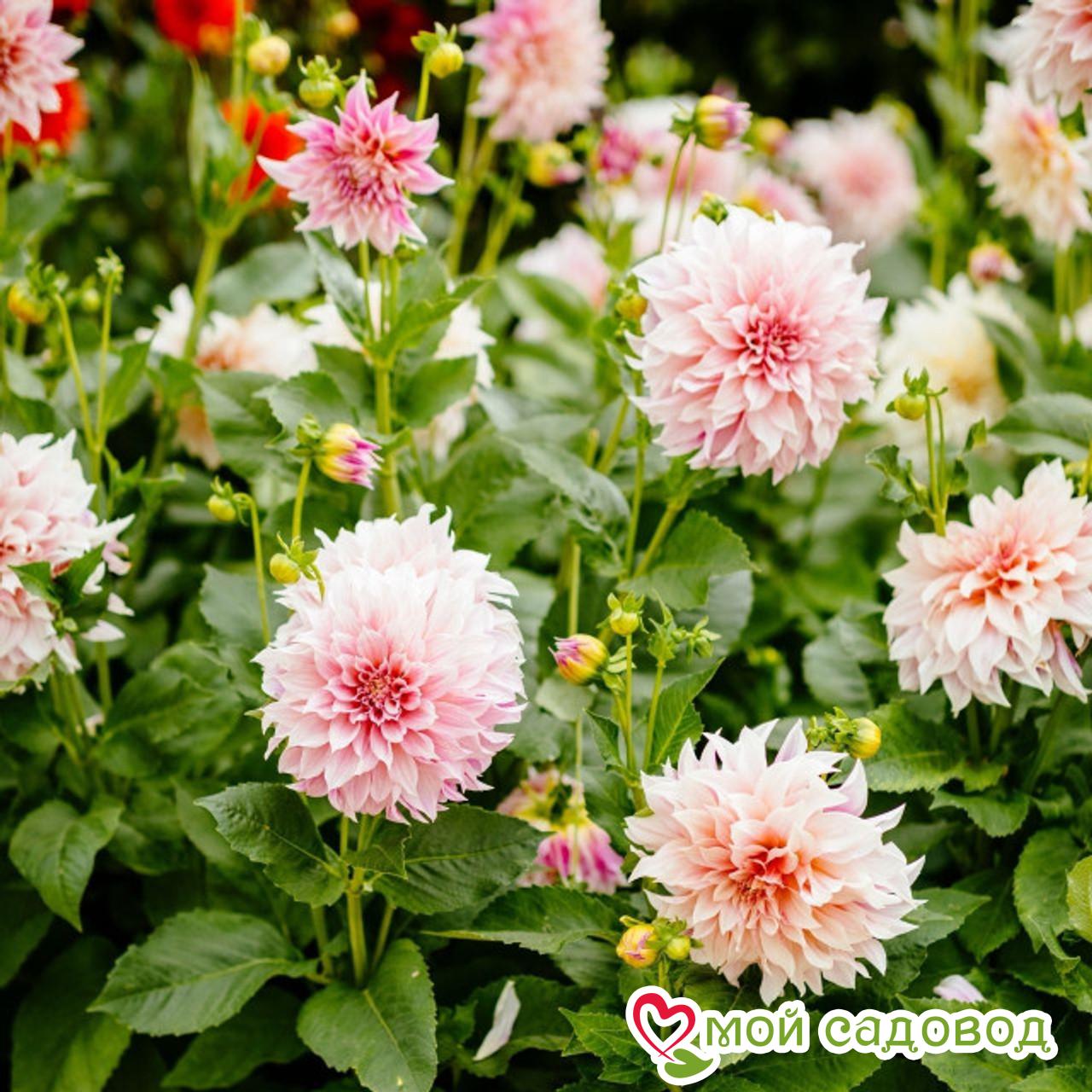 Георгина декоративная Кафе о Лейт (Cafe au Lait)