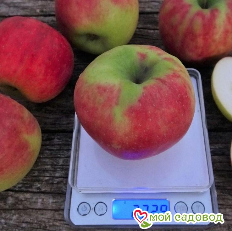 Яблоня Карнавал