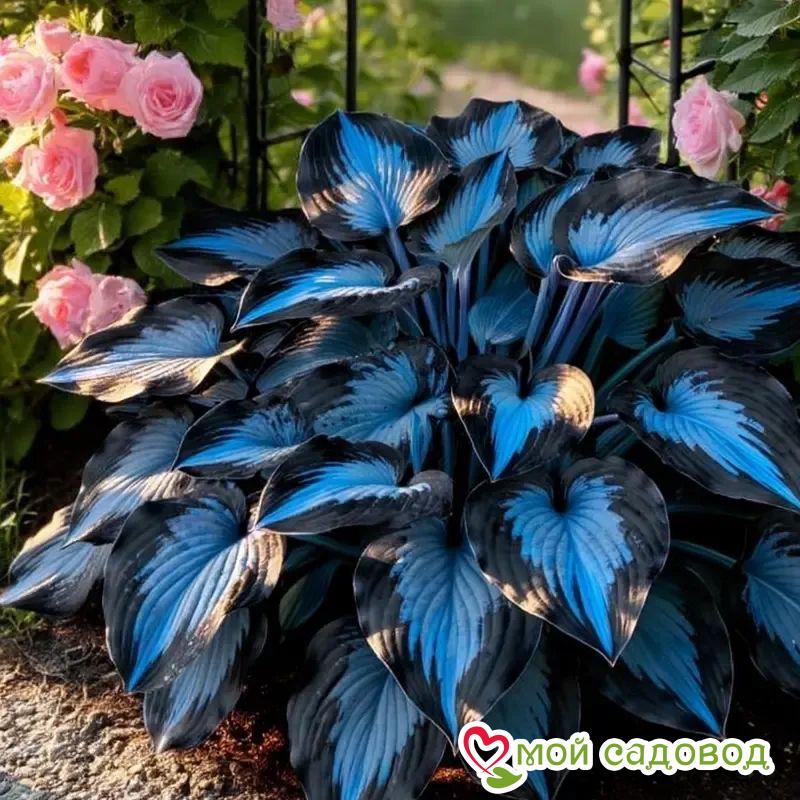 Хоста Блю Вита